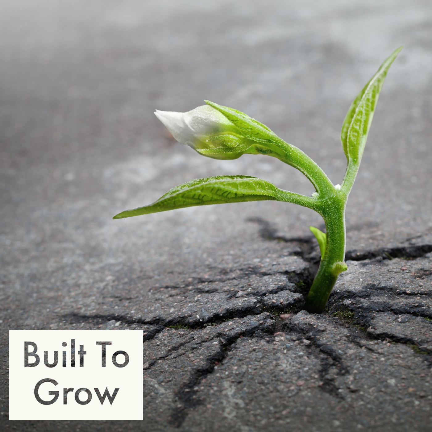Built To Grow